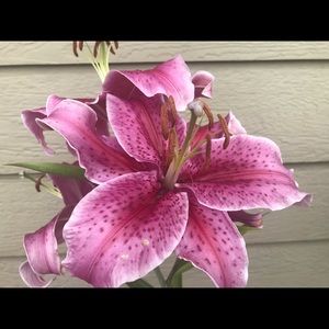 Meet your Posher, Jill